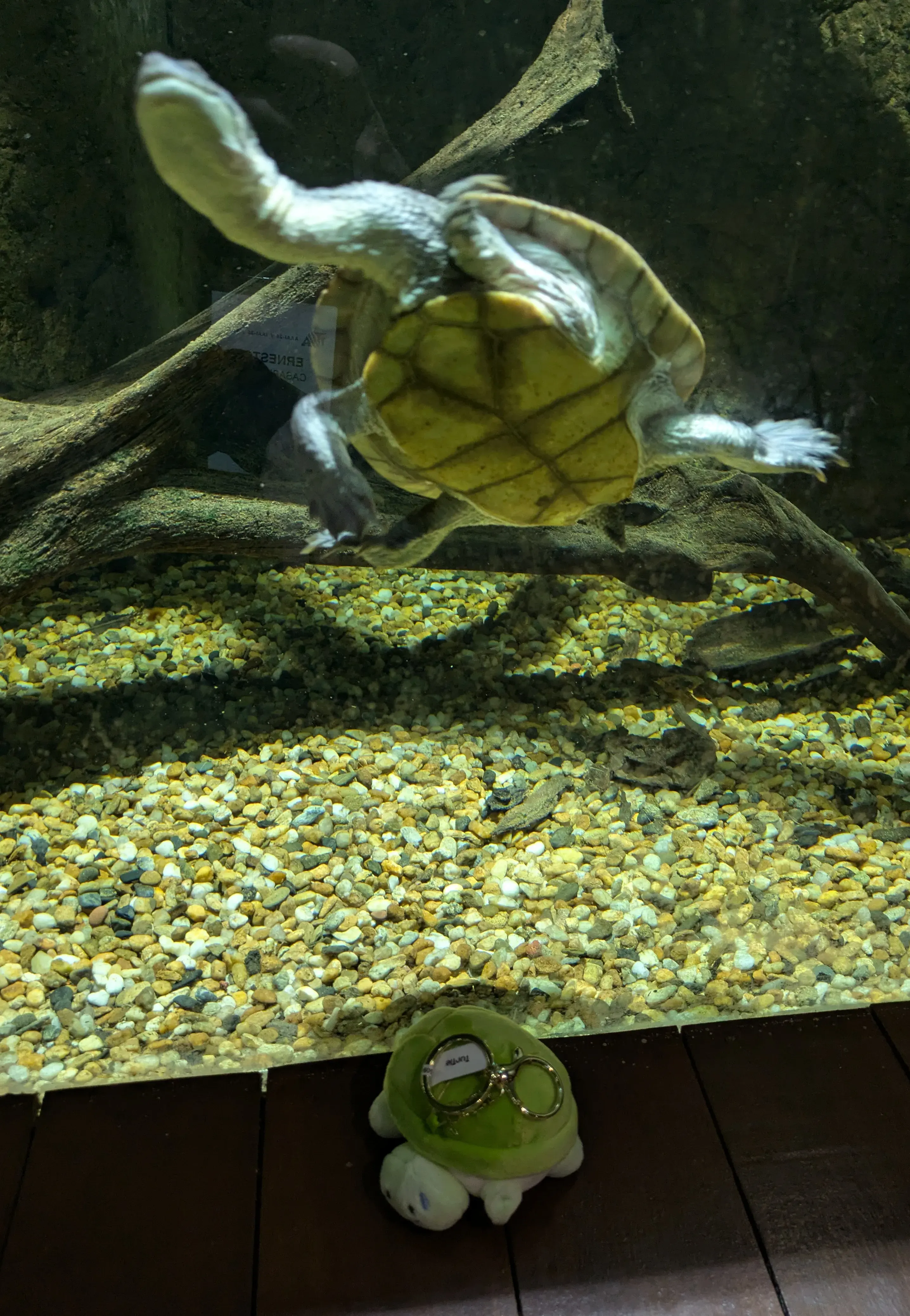 caption: Familiarizzare con i propri simili Familiarizzare con i propri simili