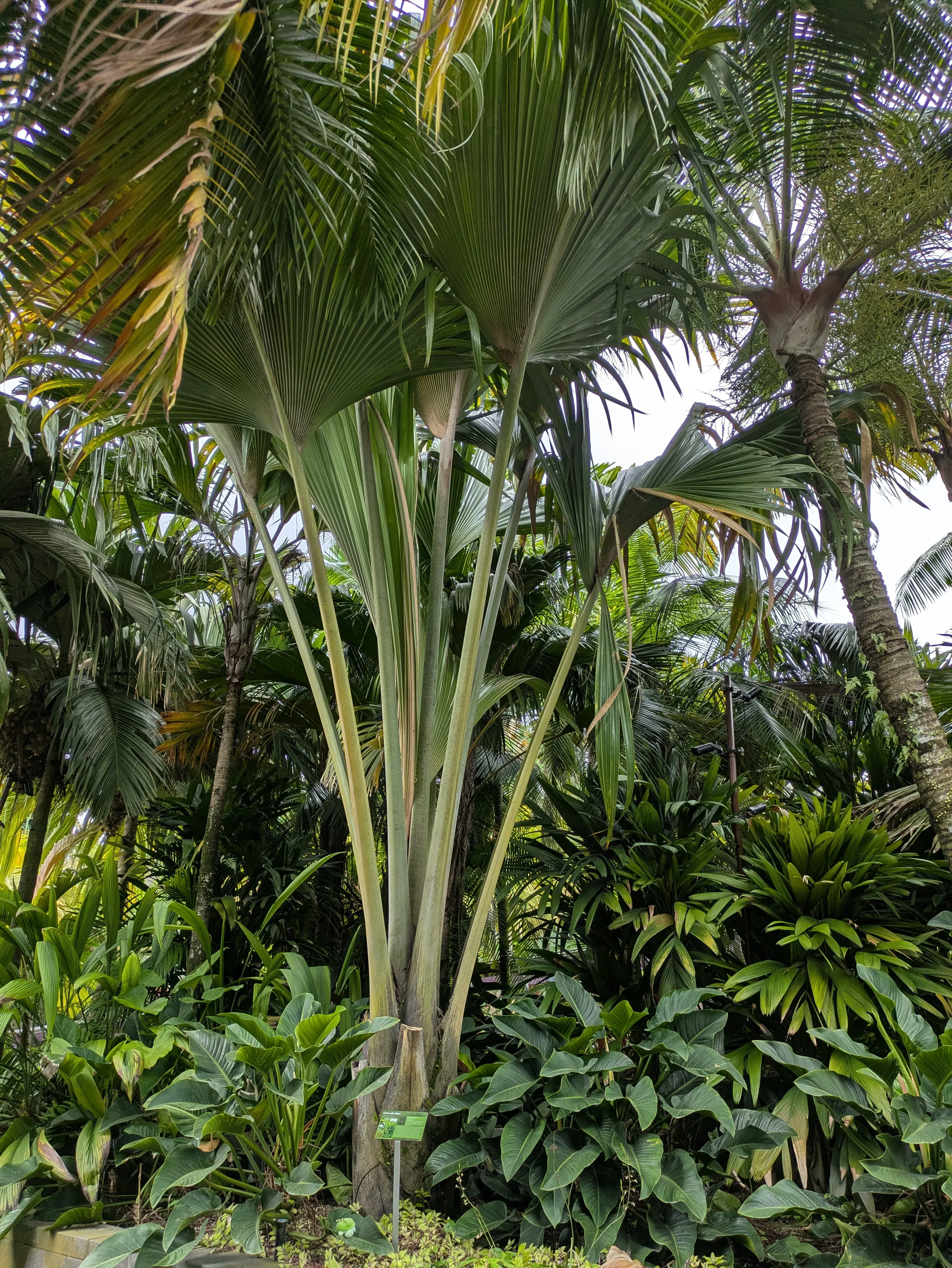 caption: Finally, il coco-de-mer Finally, il coco-de-mer